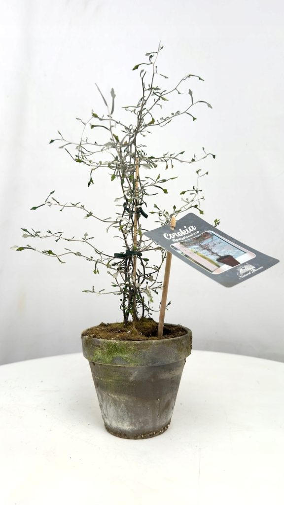 Corokia Silver Leaf w glinianej doniczce