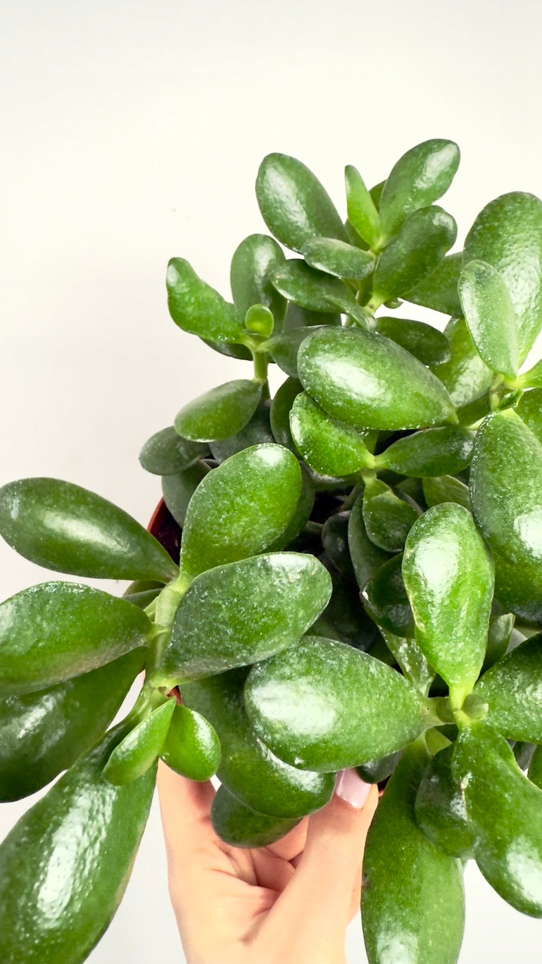 Crassula Argentea Ovata 17/30 cm