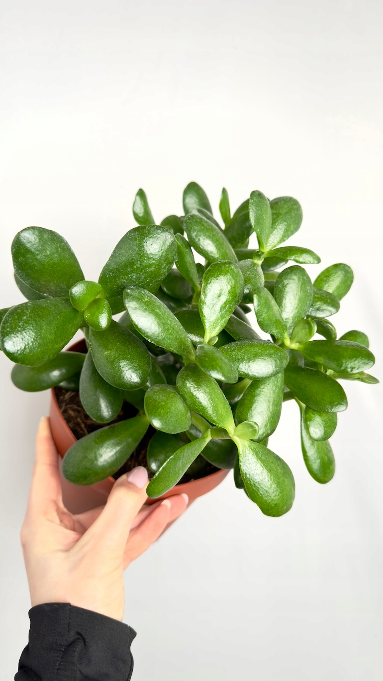Crassula Argentea Ovata 17/30 cm