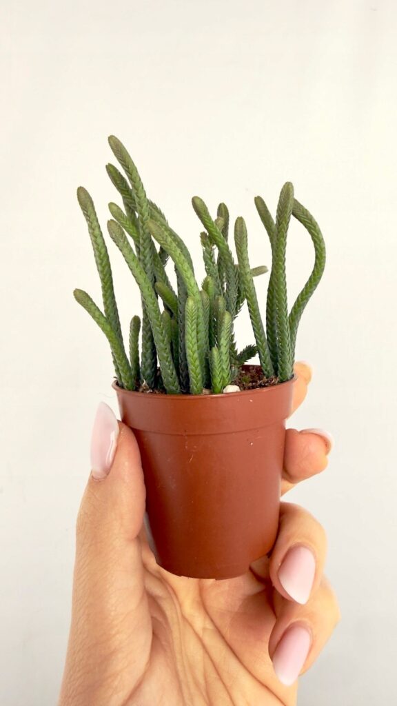 Crassula Harmony muscosa 6/10 cm w doniczce, sukulent o cienkich, segmentowych pędach tworzących zwartą formę.