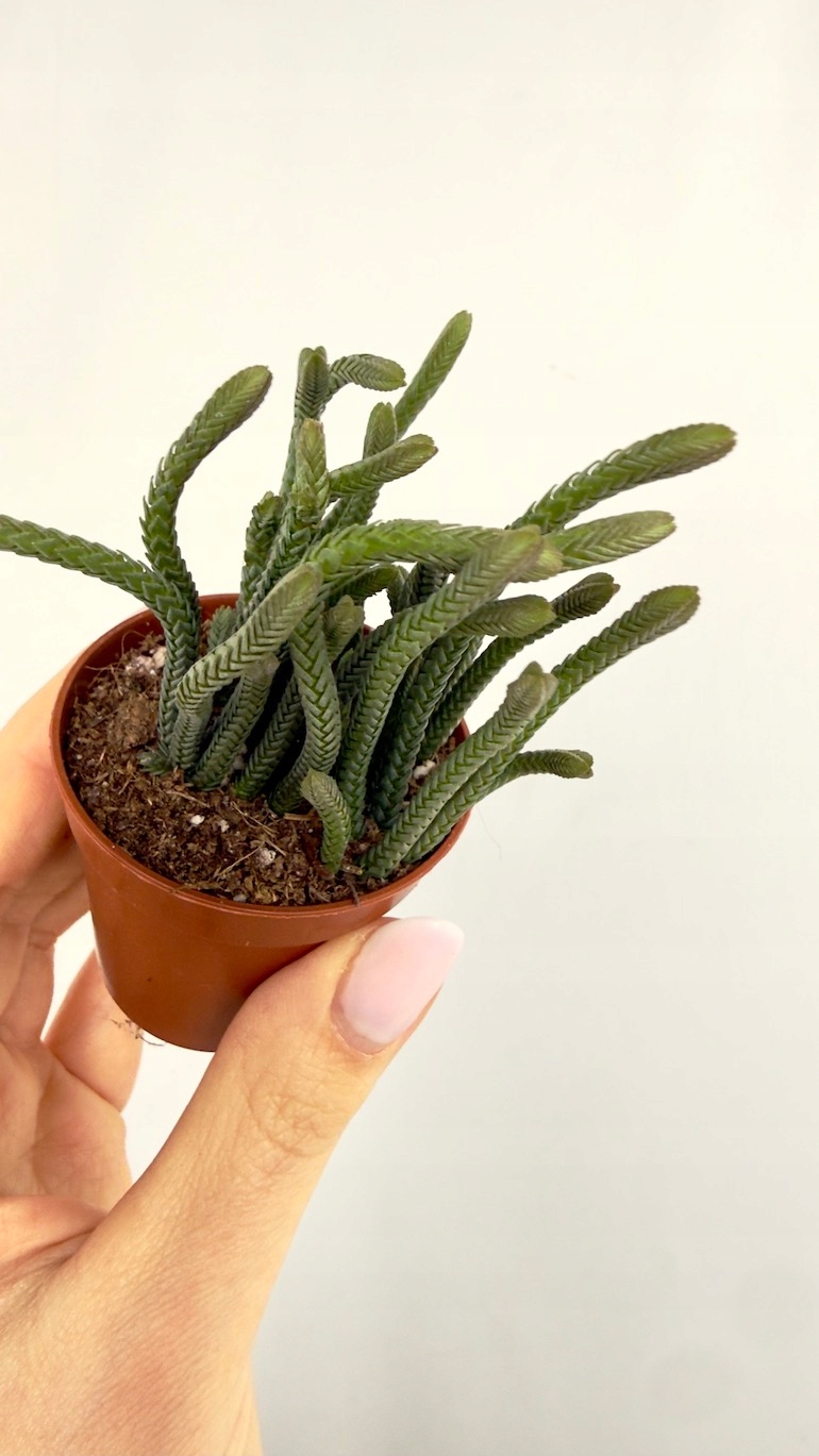 Crassula Harmony muscosa 6/10 cm