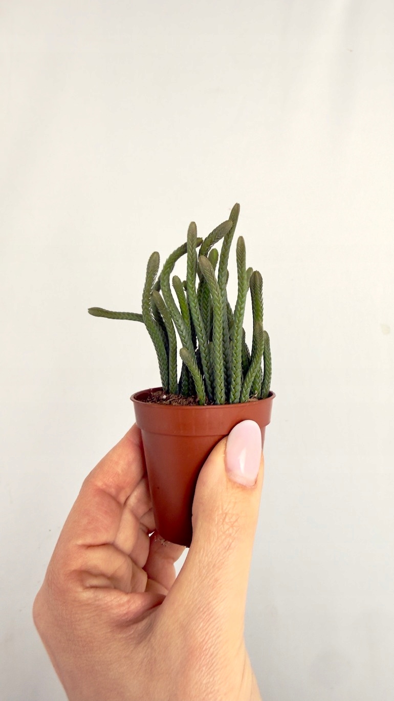 Crassula Harmony muscosa 6/10 cm