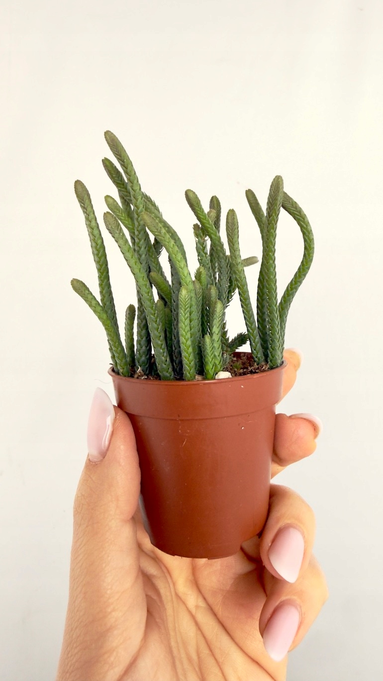 Crassula Harmony muscosa 6/10 cm
