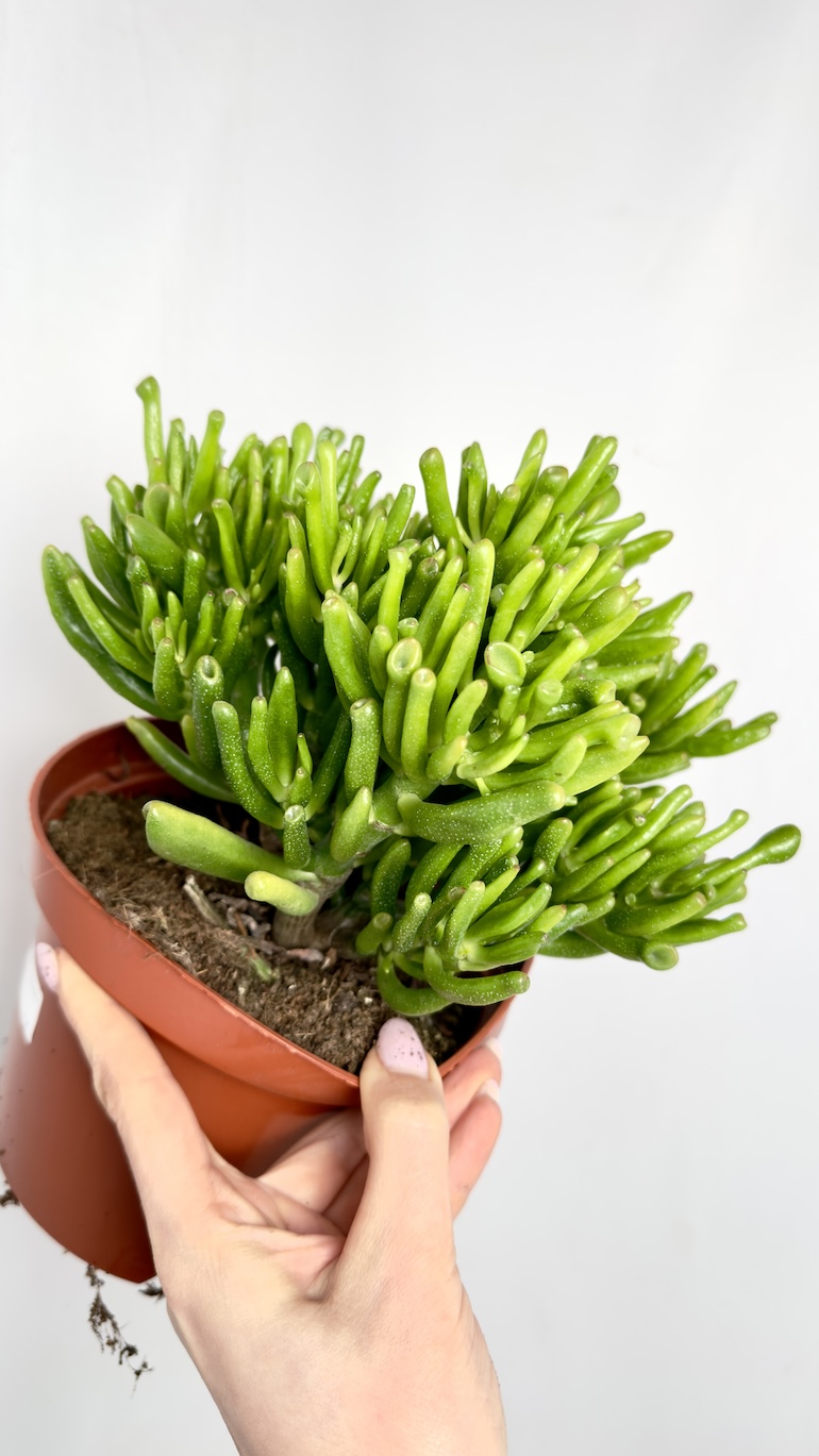 Crassula Hobbit