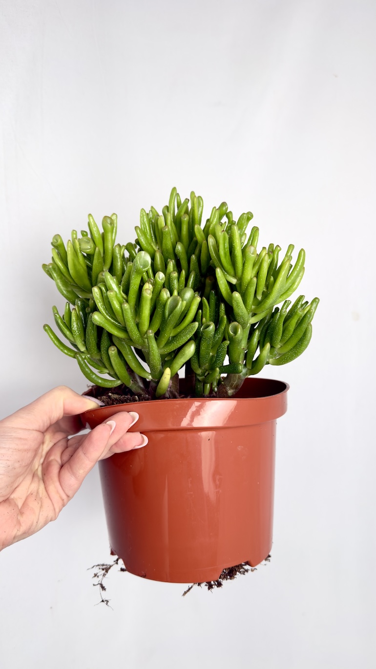 Crassula Hobbit