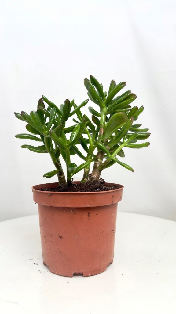 Crassula Hulk 12/20 cm – ozdobny grubosz o grubych, zielonych liściach w doniczce, idealny do jasnych wnętrz.