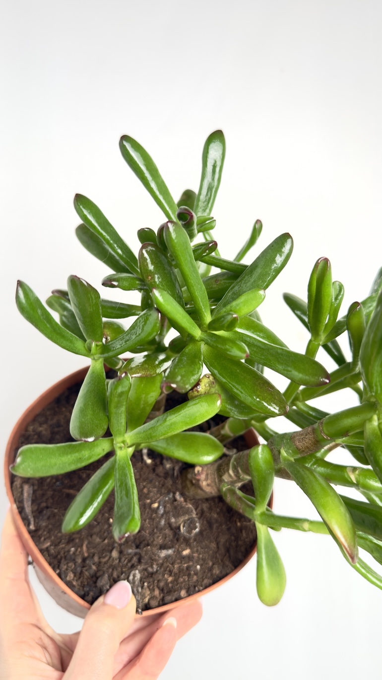 Crassula Hulk 12/20 cm