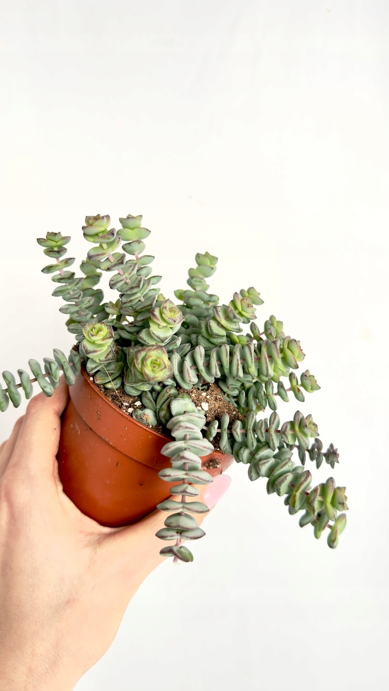 Crassula Marnieriana Hottentot 12/25 cm