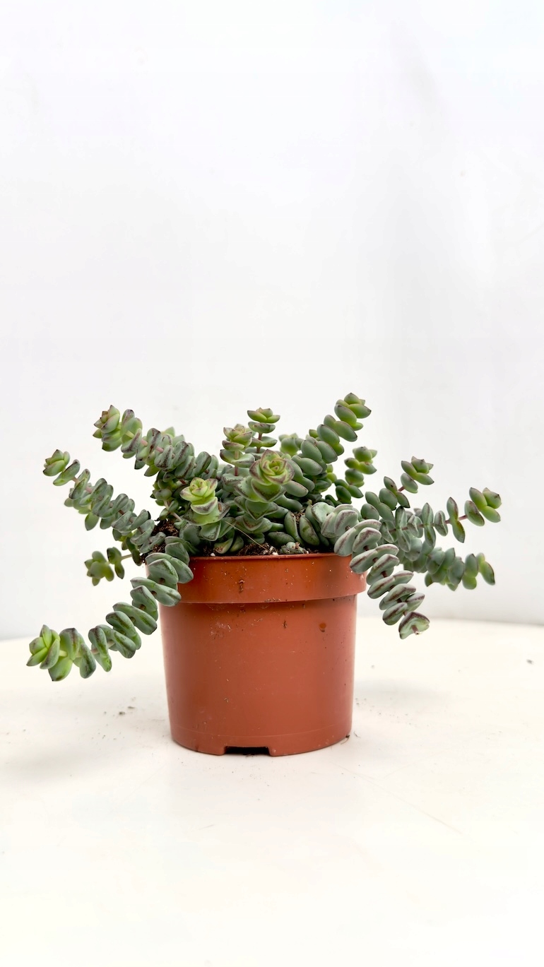 Crassula Marnieriana Hottentot 12/25 cm