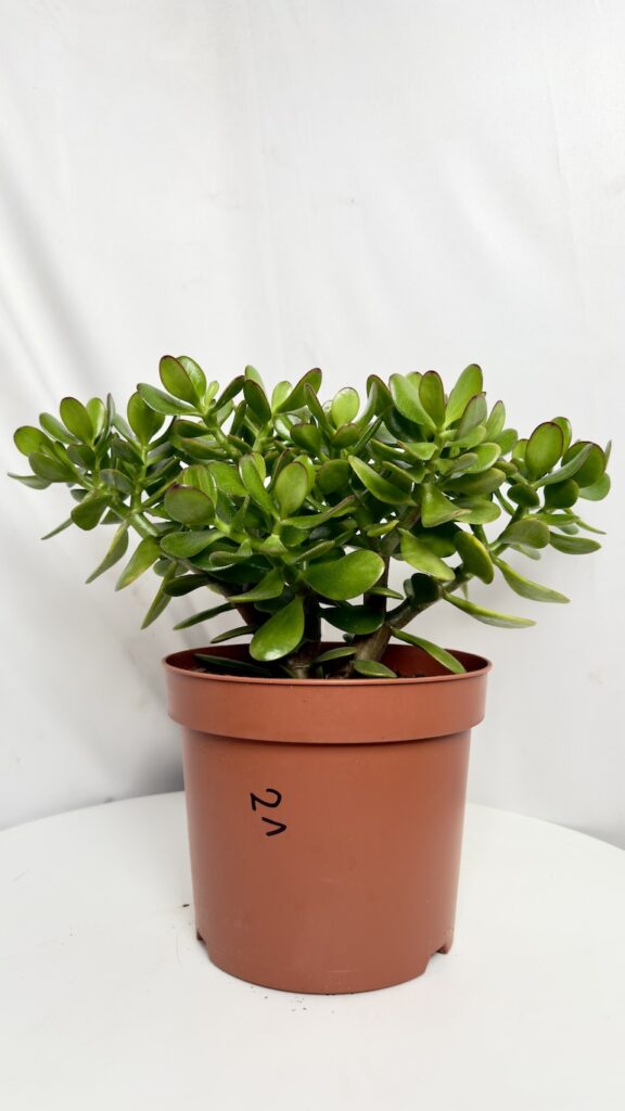Crassula ovata 21/35 cm grubosz jajowaty drzewko szczęścia w doniczce