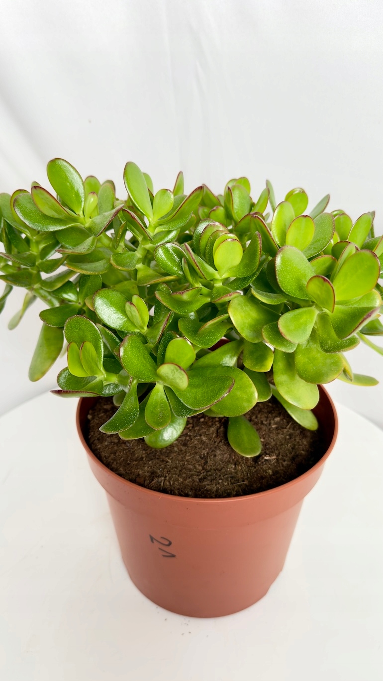 Crassula Ovata 21/35 cm