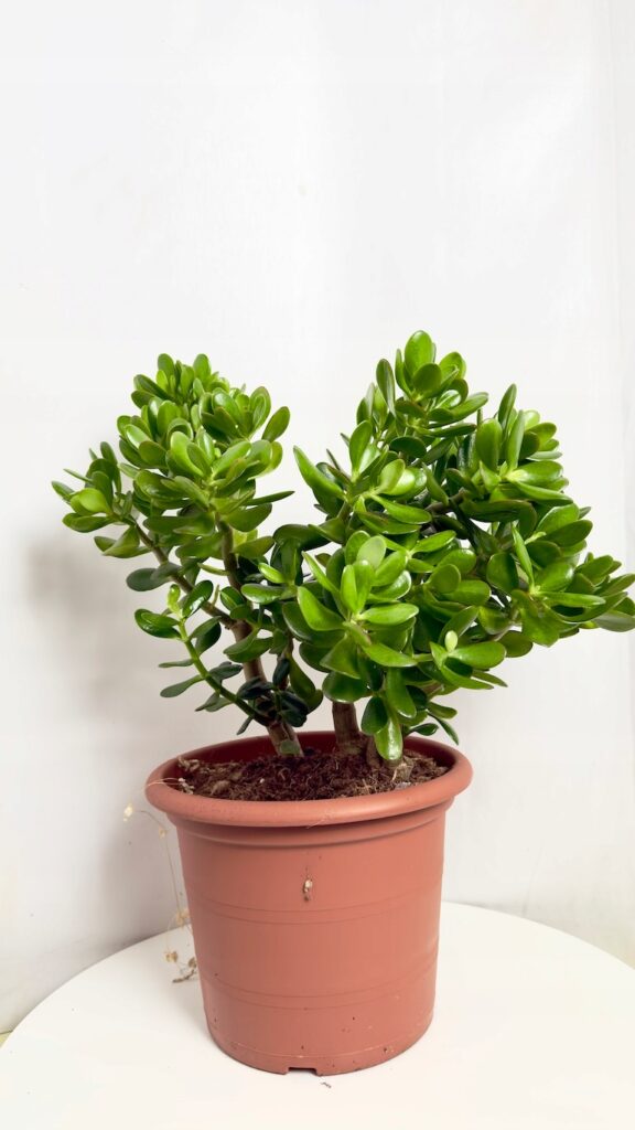 Crassula ovata – duże drzewko szczęścia o grubych zielonych liściach, wysokość 30–50 cm.