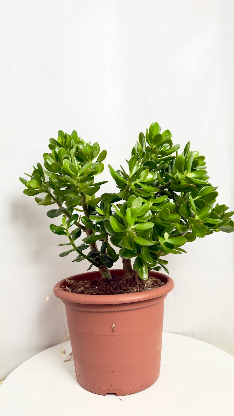Crassula ovata 29/50cm