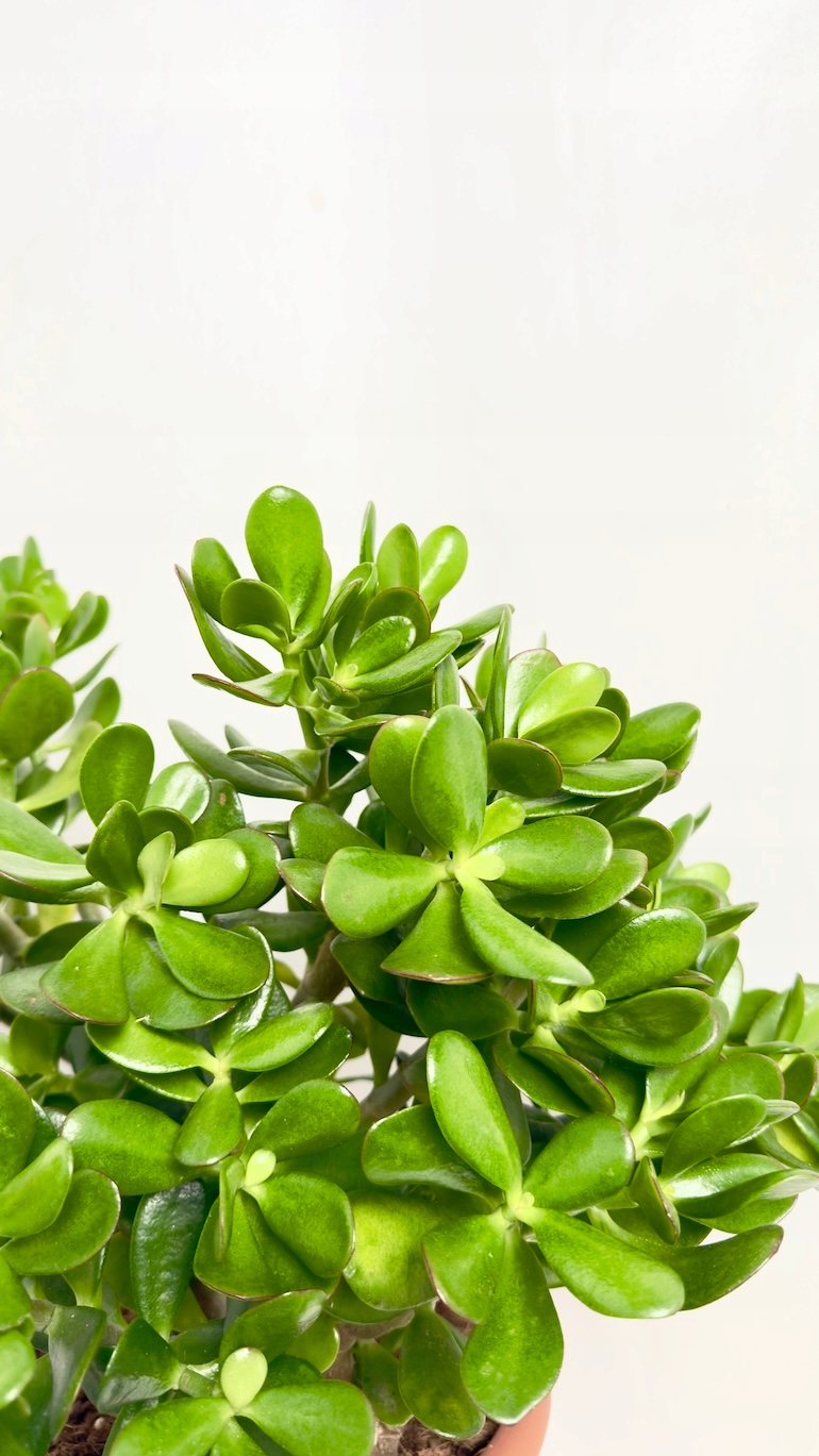Crassula ovata 29/50cm