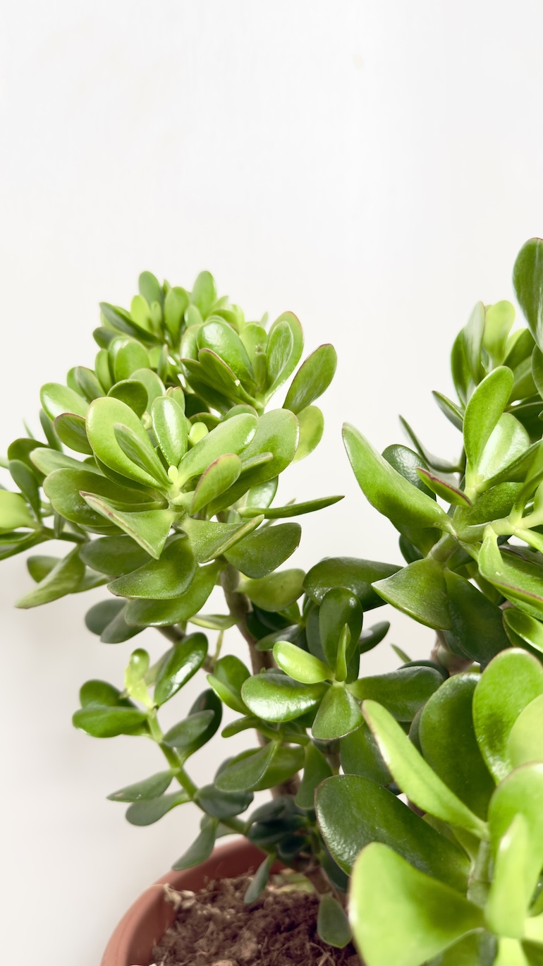 Crassula ovata 29/50cm