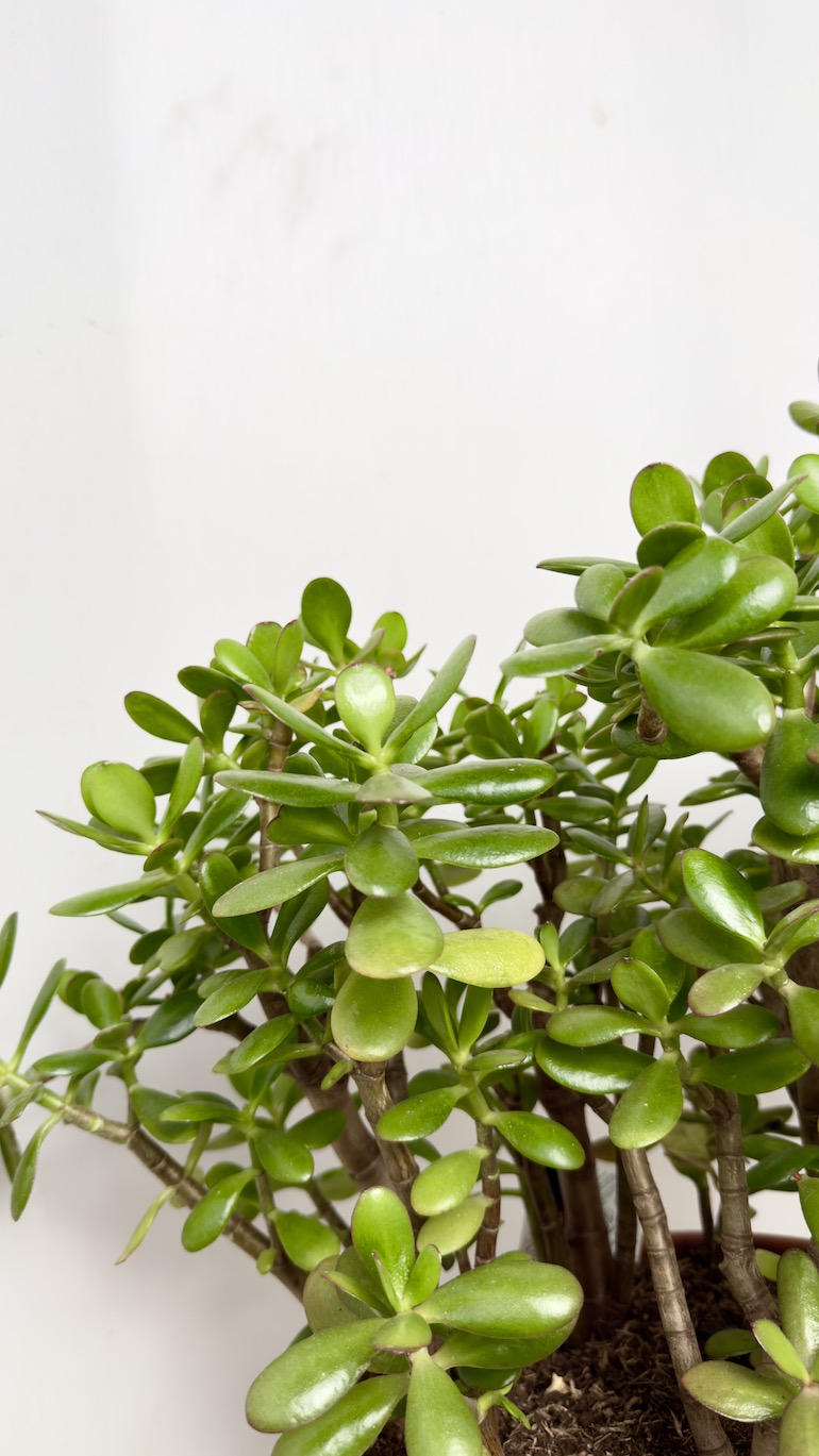 Crassula Ovata 30/55 cm