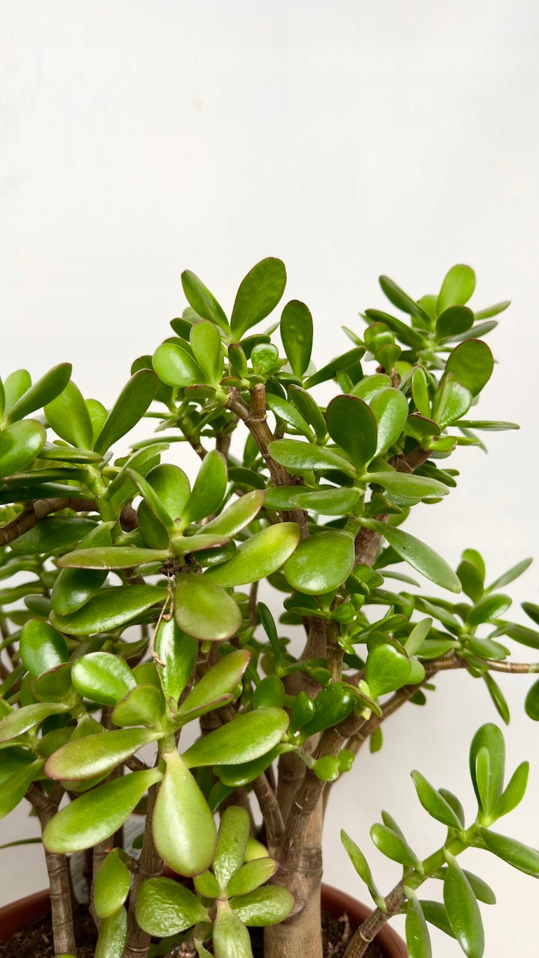 Crassula Ovata 30/55 cm