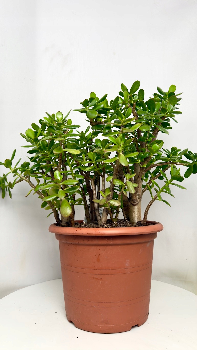 Crassula Ovata 30/55 cm