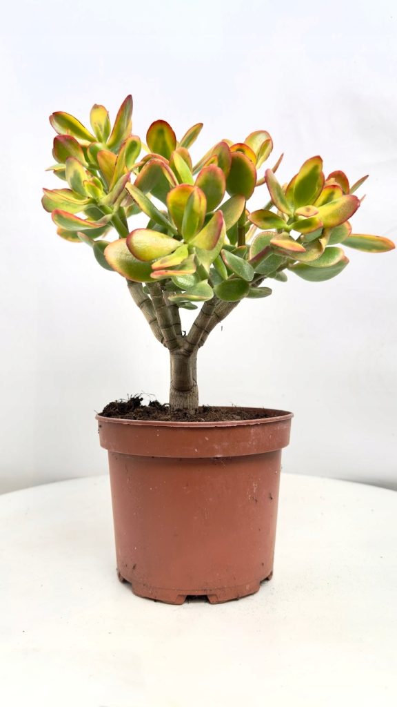 crassula ovata sunset