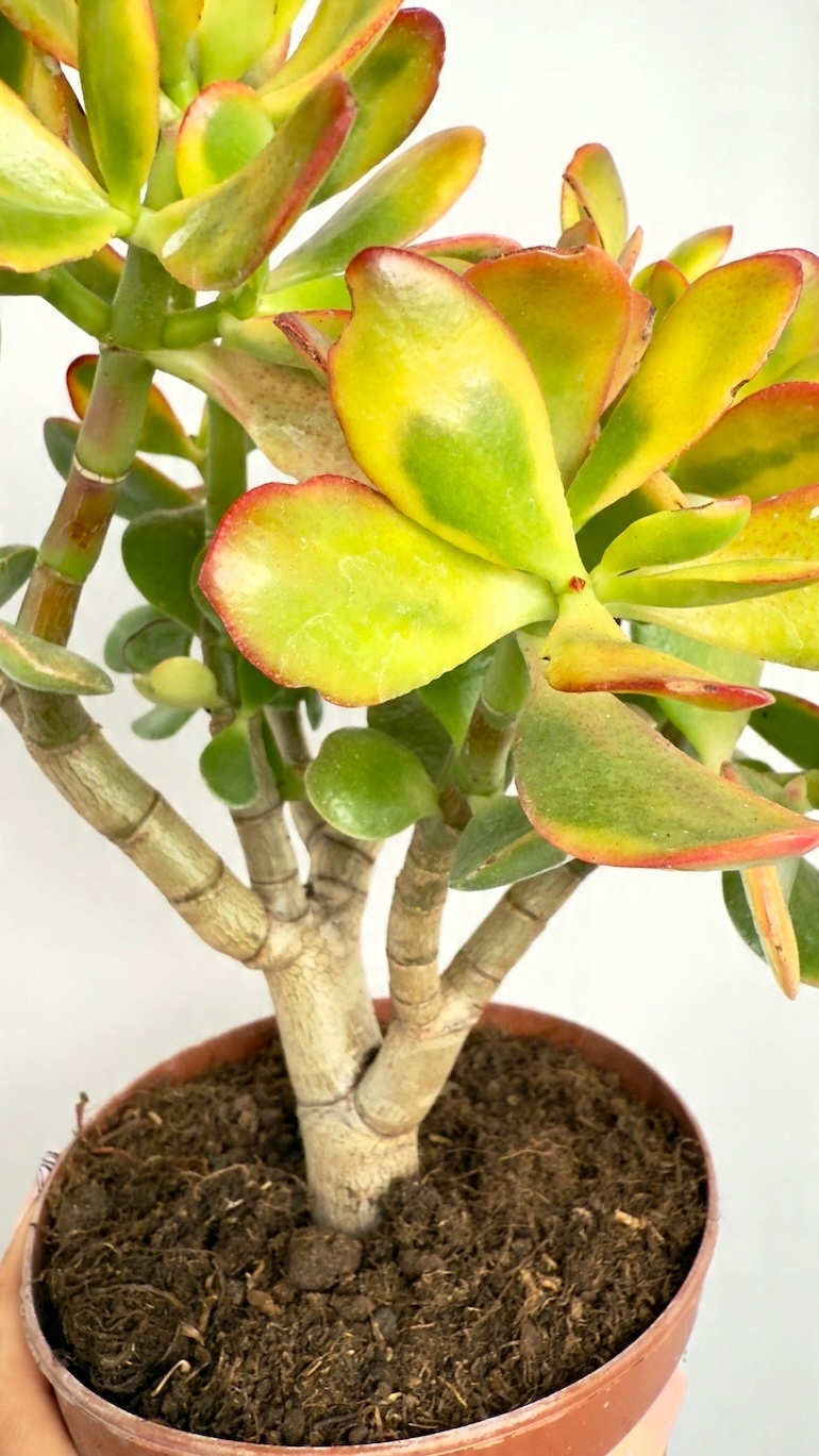 Crassula Ovata Sunset