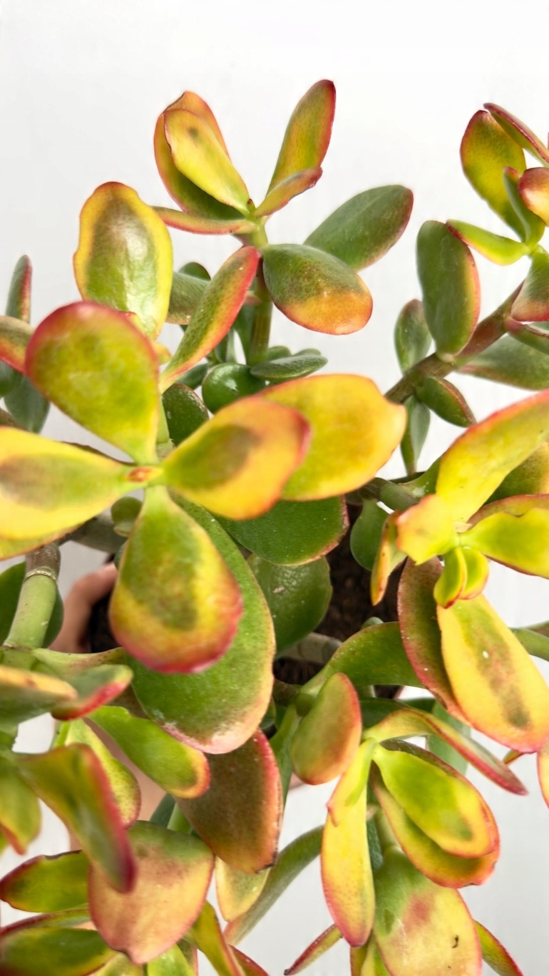Crassula Ovata Sunset