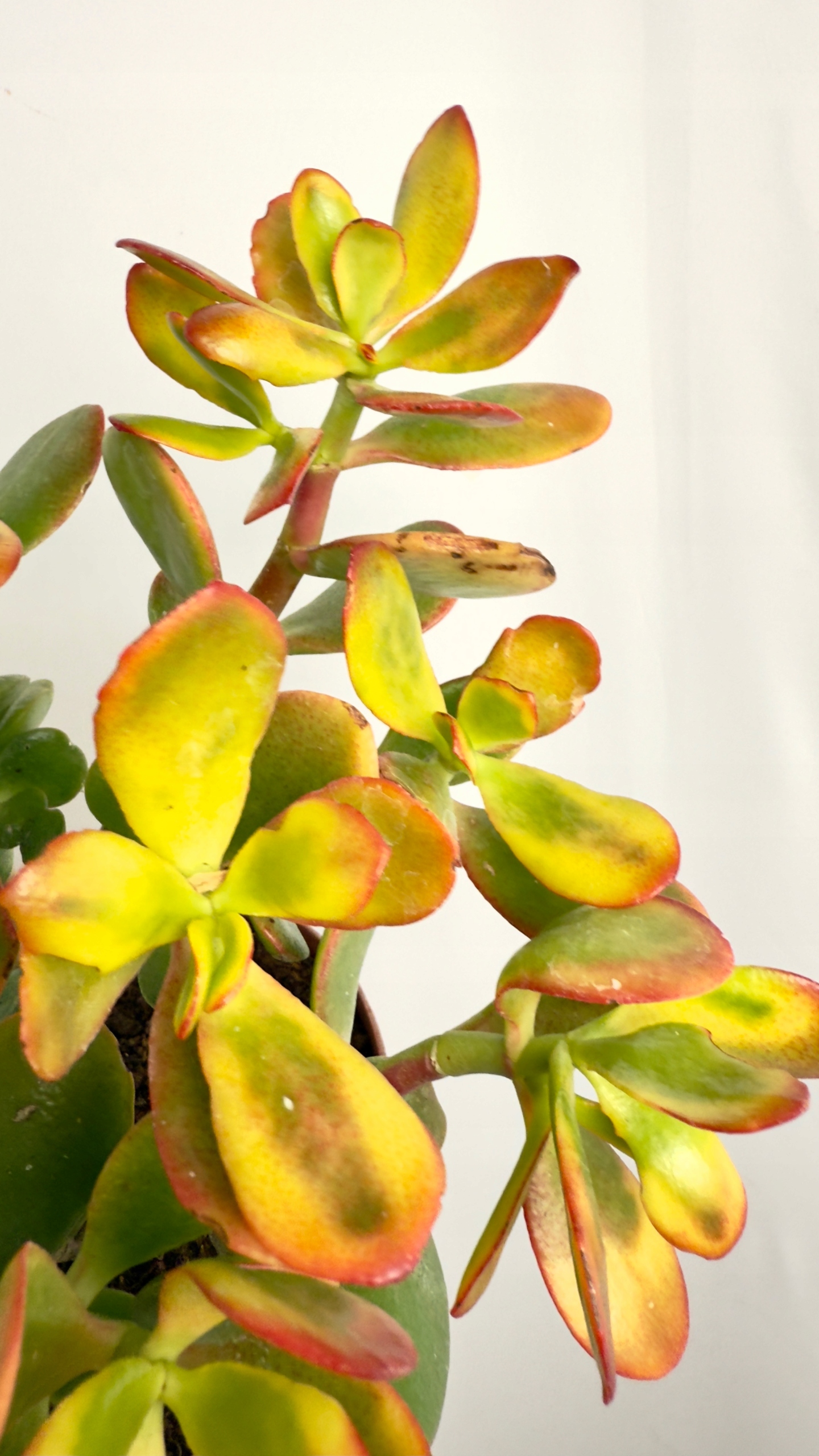 Crassula Ovata Sunset