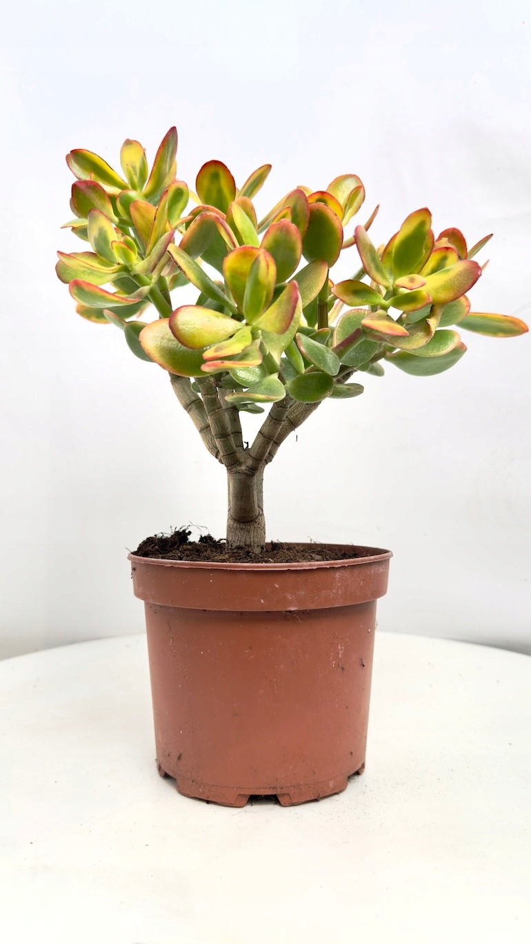 Crassula Ovata Sunset