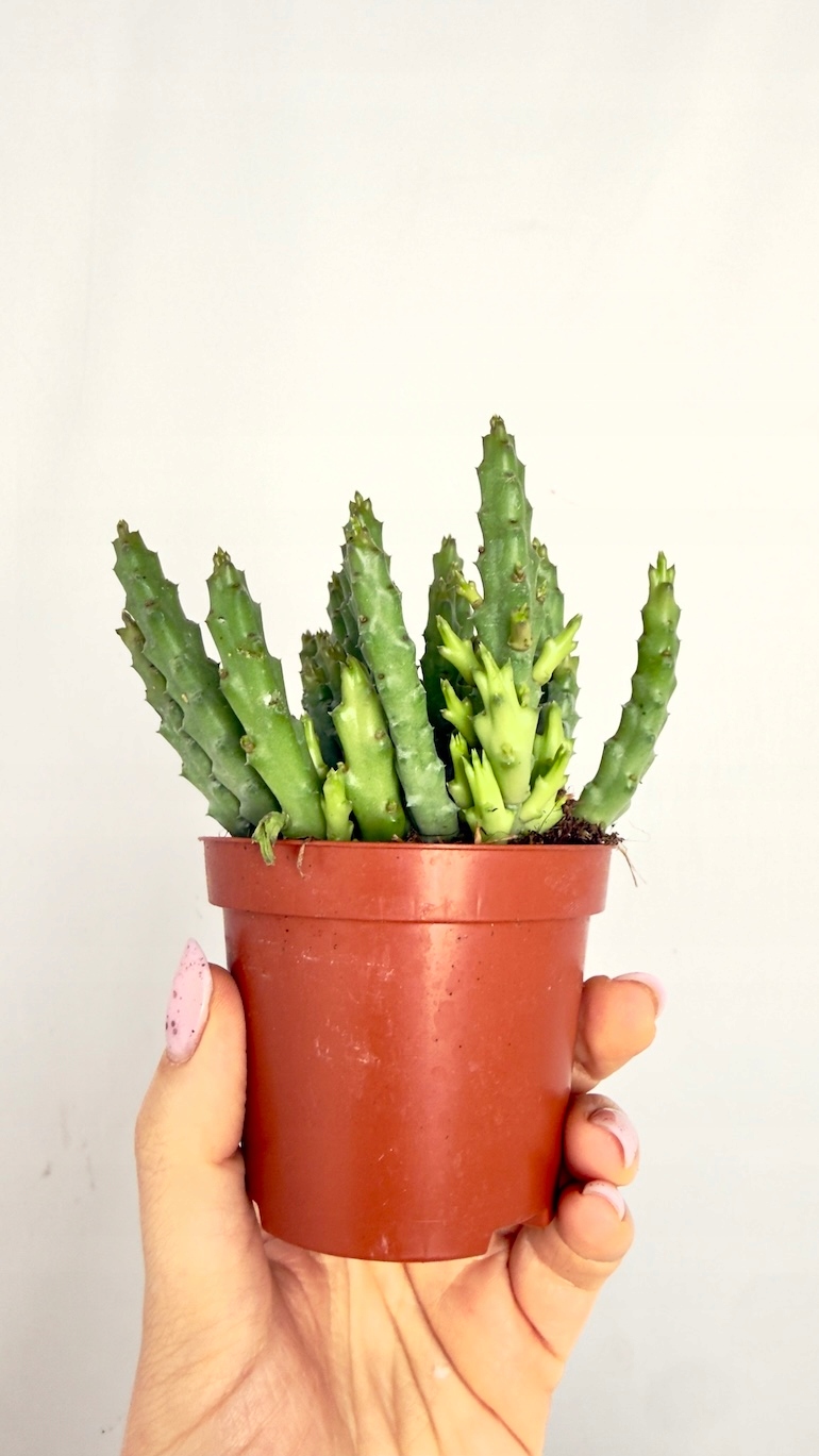 Crassula lycopodioides 10/15 cm