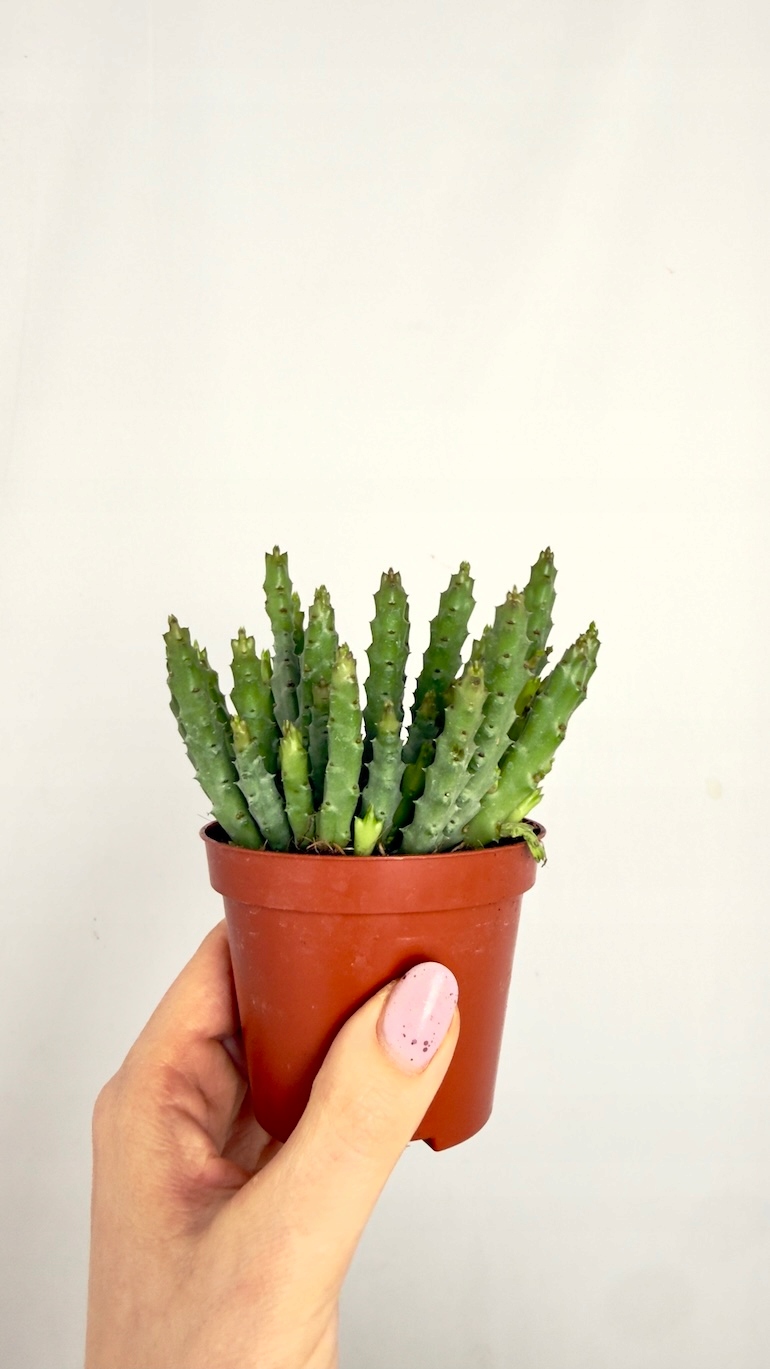 Crassula lycopodioides 10/15 cm