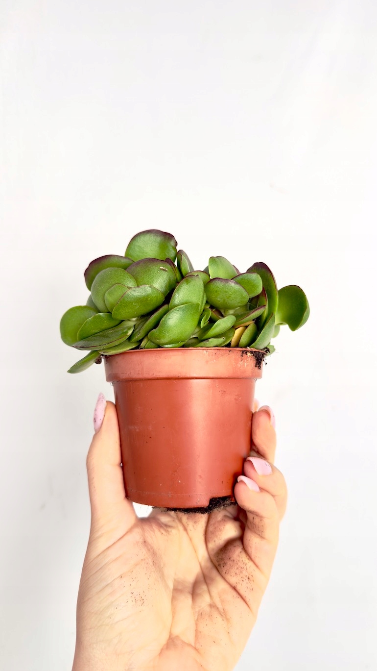 Crassula ovata 10/15 cm