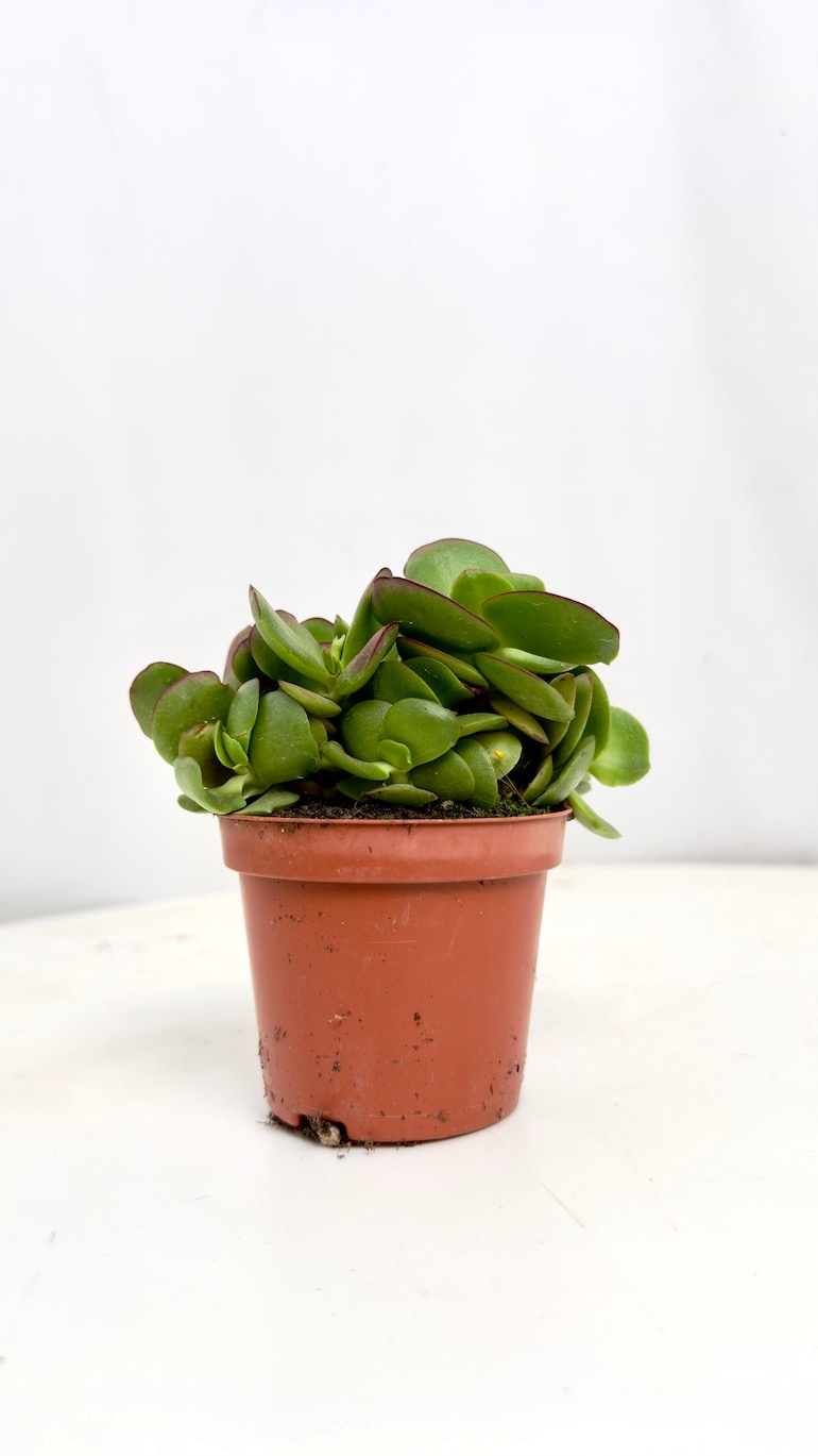 Crassula ovata 10/15 cm