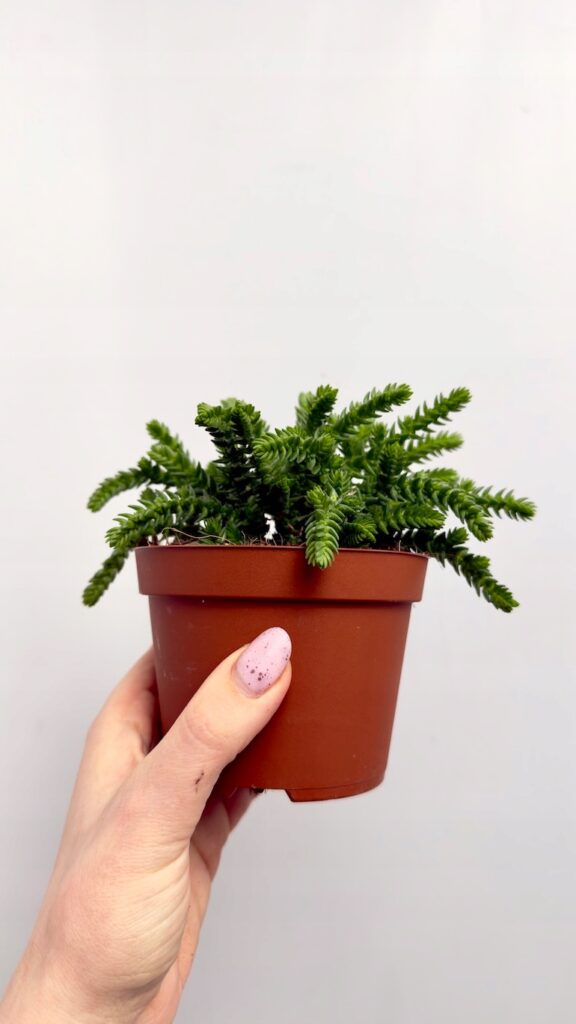 Crassula lycopodioides sukulent zielony mini las roślina doniczkowa 11/12,5 cm