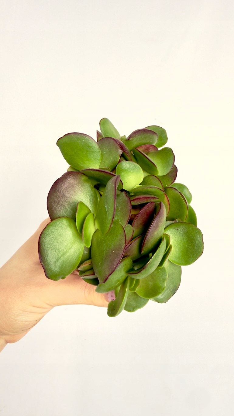 Crassula ovata 10/15 cm