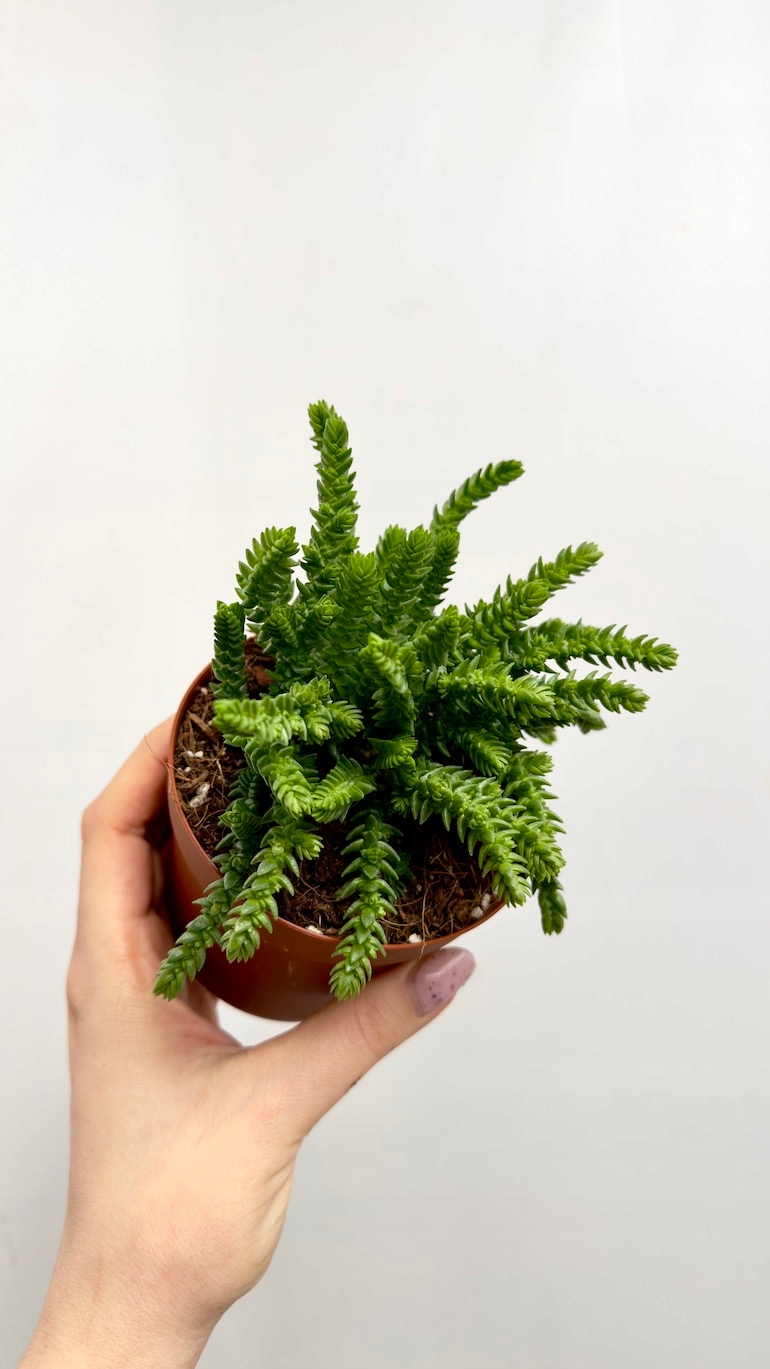 Crassula lycopodioides 11/12,5 cm