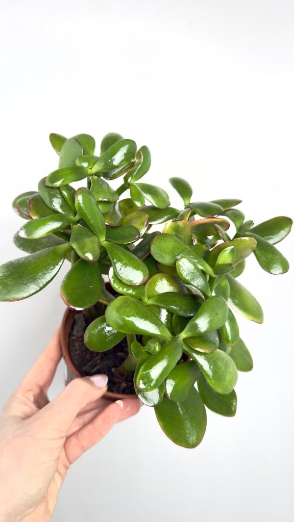 Crassula ovata Red Edge 17/30 cm – drzewko szczęścia o zielonych, błyszczących liściach z czerwoną obwódką w doniczce, idealne do jasnych wnętrz.