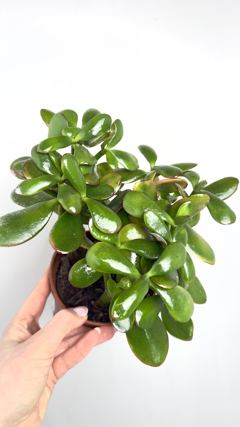Crassula ovata Red Edge 12/25 cm