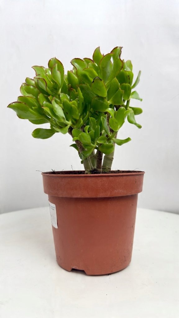 Crassula undulatifolia