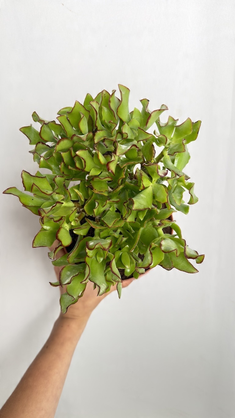 Crassula arb. Undilatifolia