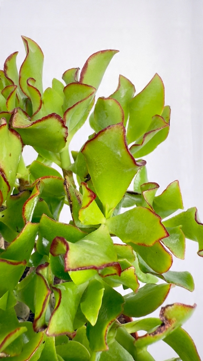 Crassula arb. Undilatifolia
