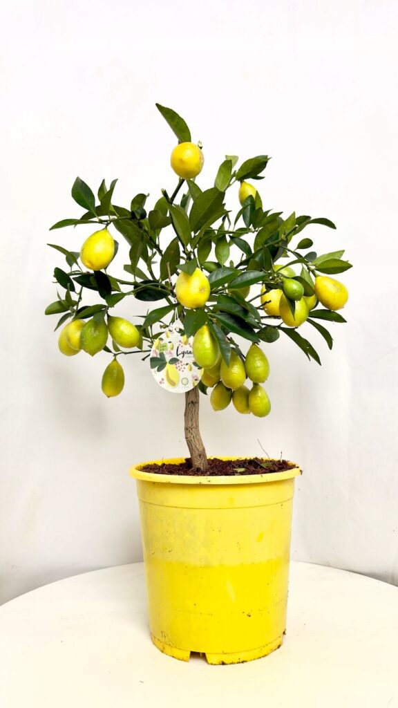 Citrus limon cytryna drzewko owocowe 21-50 cm roślina doniczkowa