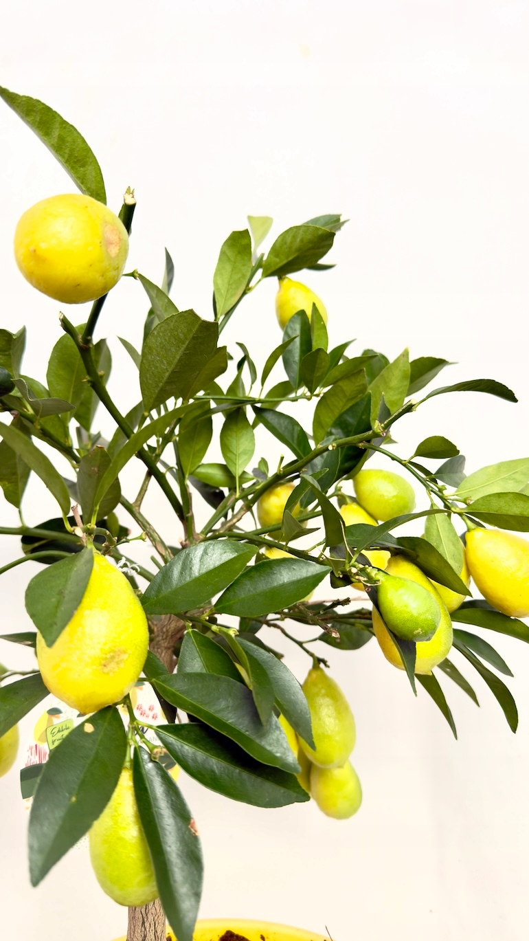 Citrus limon 21/50 cm
