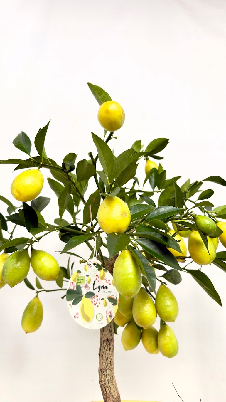 Citrus limon 21/50 cm