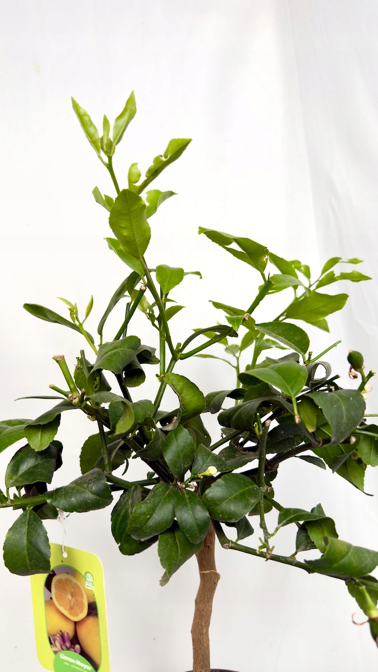 Citrus limon 21/50 cm