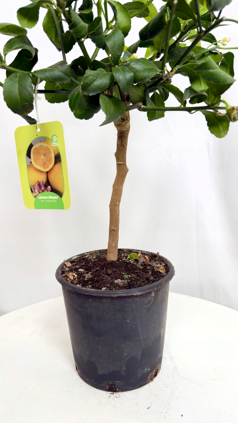 Citrus limon 21/50 cm