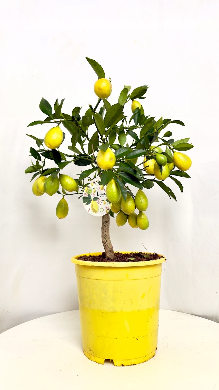 Citrus limon 21/50 cm