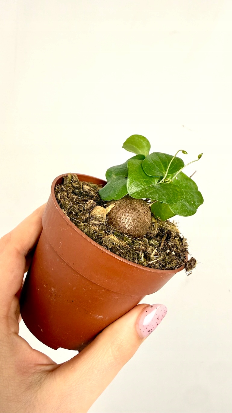 Dioscorea Elephantipes 10/10 cm