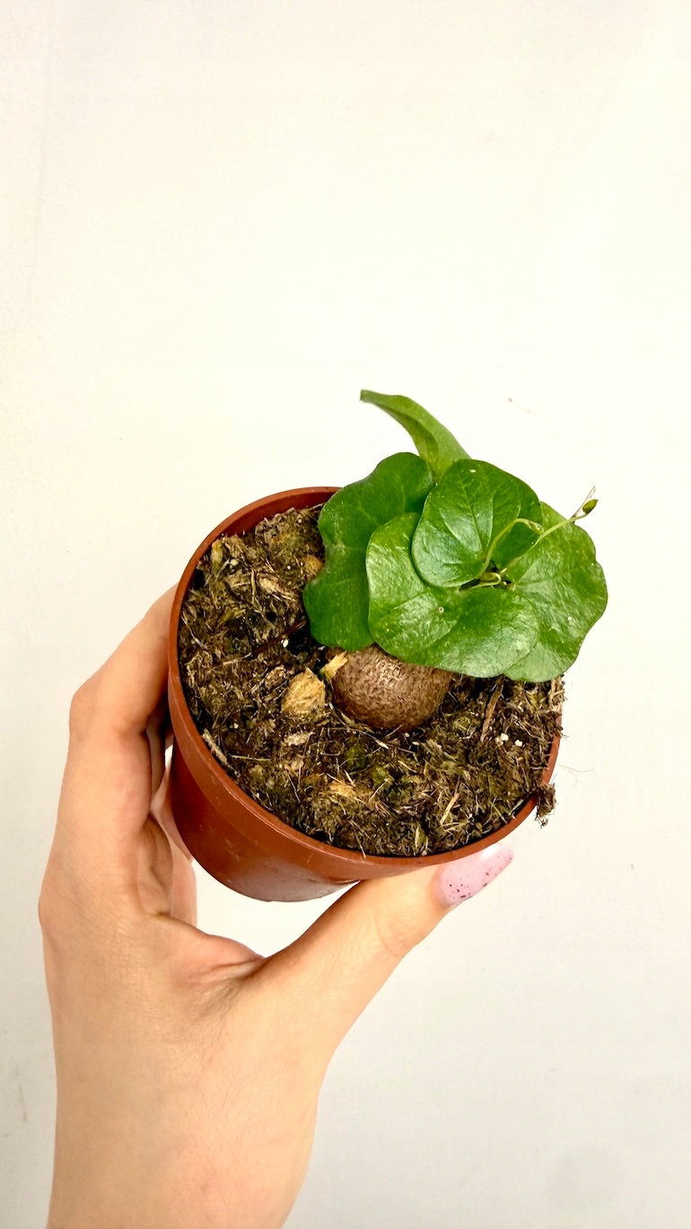 Dioscorea Elephantipes 10/10 cm
