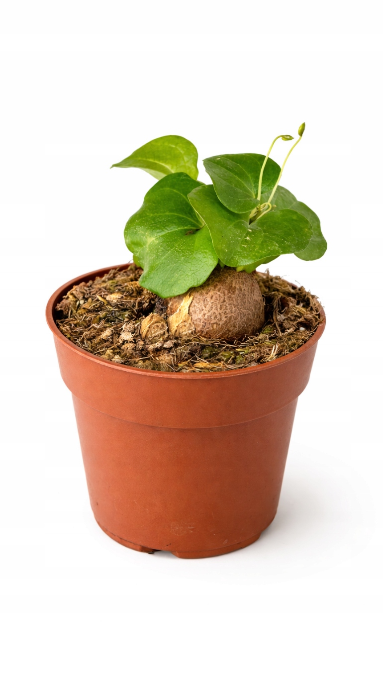 Dioscorea Elephantipes 10/10 cm