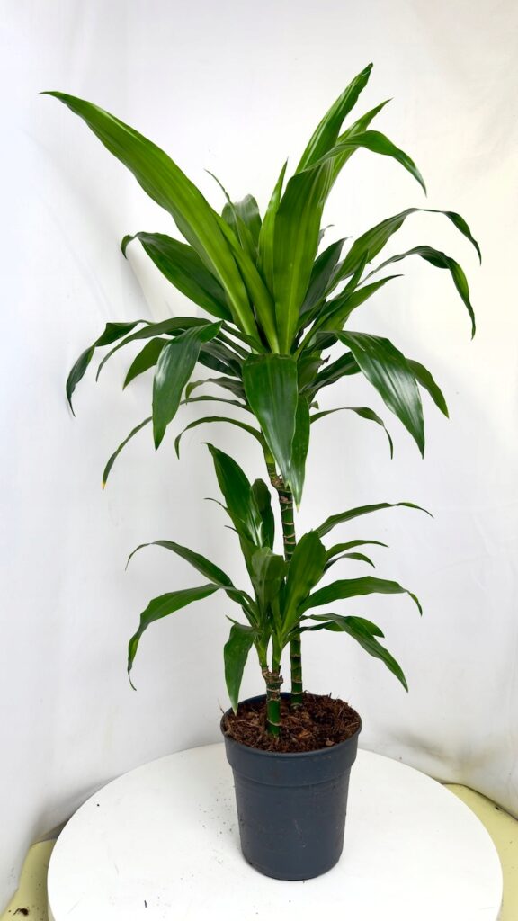 Dracaena fragrans Janet Craig 19/100 cm z gęstymi ciemnozielonymi liśćmi w doniczce.