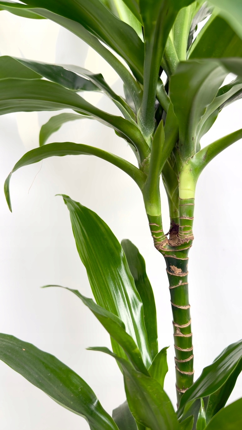 Dracaena fragrans Janet Craig 19/100 cm